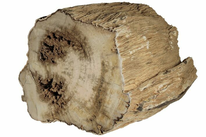 Polished Petrified Wood (Mahogany) Log - Myanmar #185092